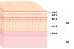 1-1. リジュランとは？サーモン由来の「肌再生注射」の基礎知識