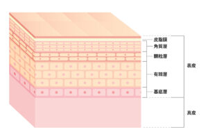 1-1. リジュランの働き｜ヒアルロン酸注射との違い