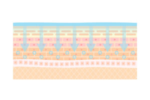 1-1. リジュランがもたらす肌再生の仕組みと効果